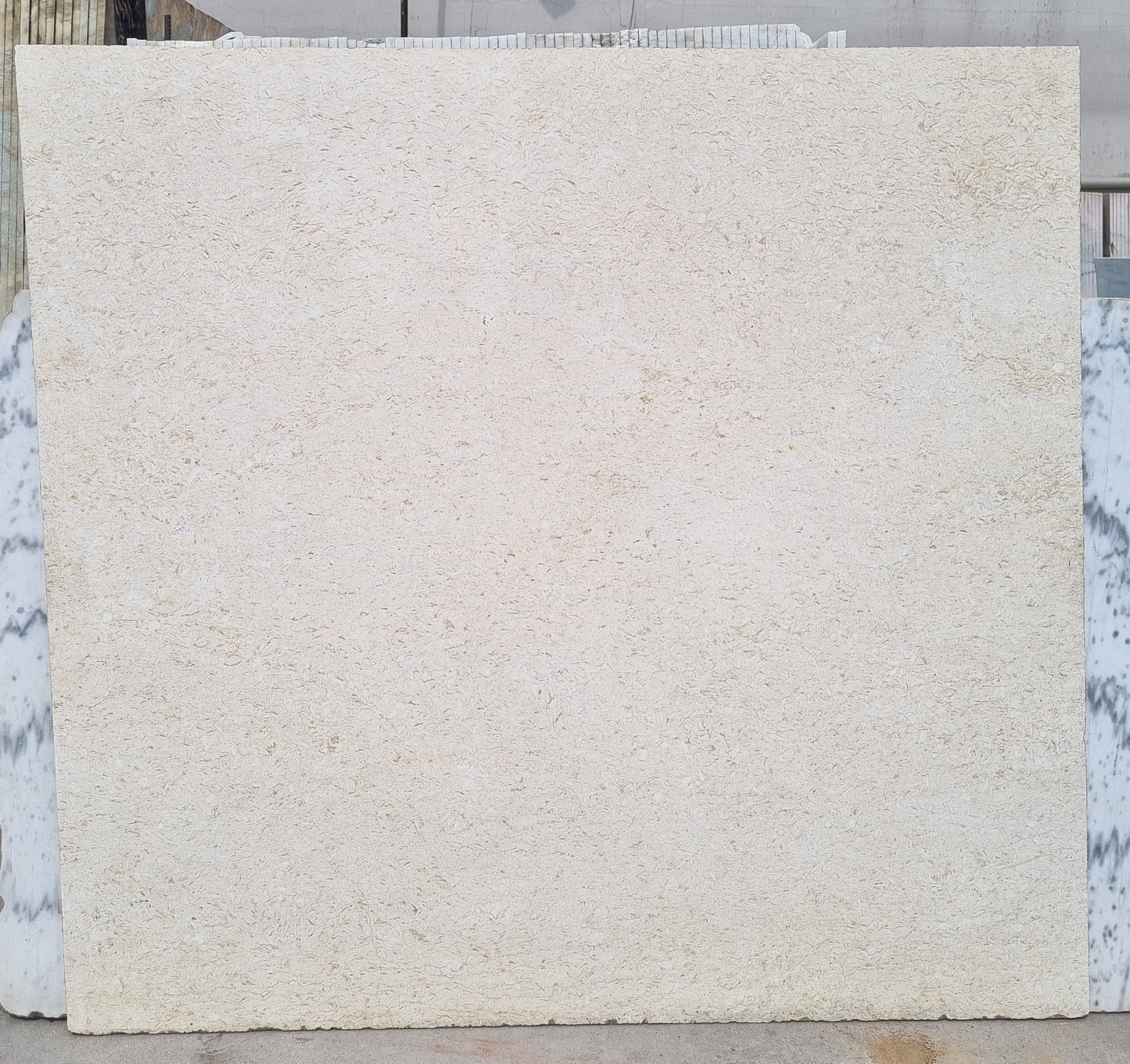 Crema Marfil (Lot no 50)