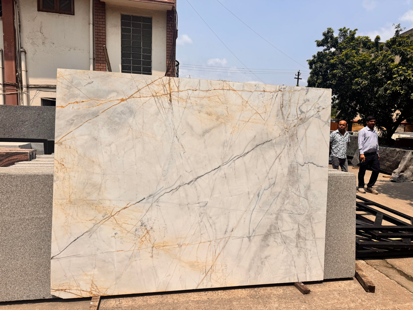 Golden Statuario (Lot No.356)