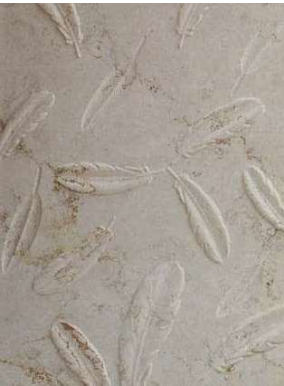 Feathered Etchings